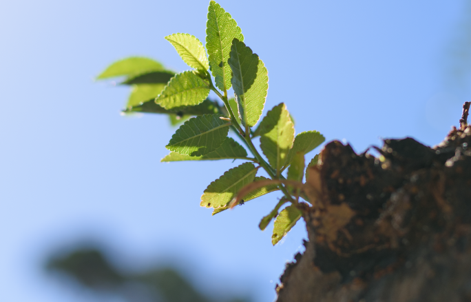 SEMACE aprova mudanças para reforçar a gestão das unidades de conservação no estado do Ceará.