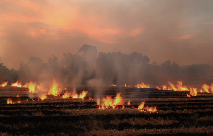 MMA publica Resolução que estabelece medidas obrigatórias de prevenção a incêndios rurais.